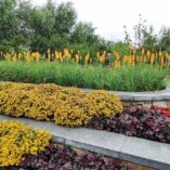 Coreopsis 'Pumpkin Pie'