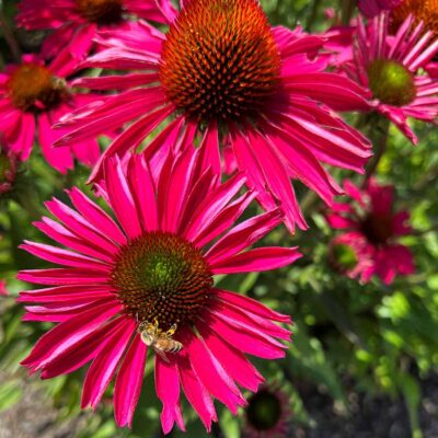 Echinacea KISMET® 'Raspberry'