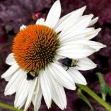 Echinacea KISMET™ 'White'