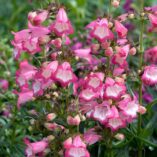 Penstemon HARLEQUIN™ 'Pink'