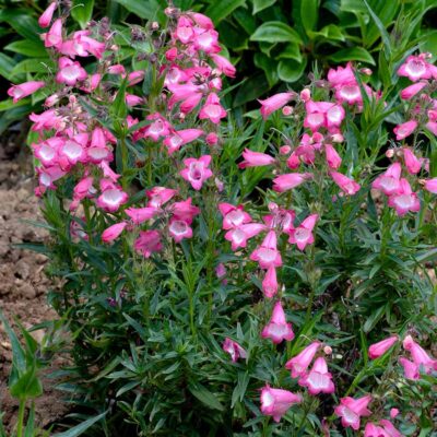 Penstemon HARLEQUIN™ 'Pink'