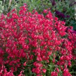 Penstemon HARLEQUIN™ 'Red'