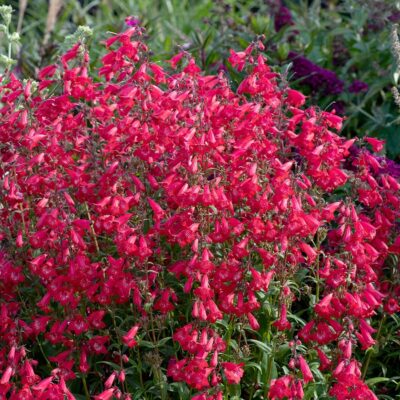 Penstemon HARLEQUIN™ 'Red'