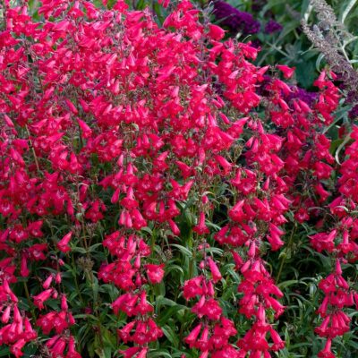 Penstemon HARLEQUIN™ 'Red'