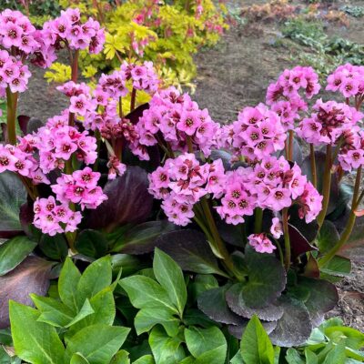 Bergenia VINTAGE™ 'Blush'