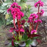 Bergenia VINTAGE™ 'Rose'