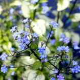 Brunnera 'Alexandria'