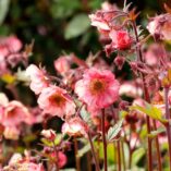 Geum TEMPO™ 'Rose'