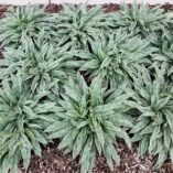 Pulmonaria 'Raspberry Frost'