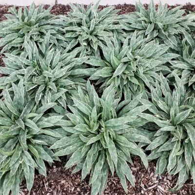 Pulmonaria 'Raspberry Frost'