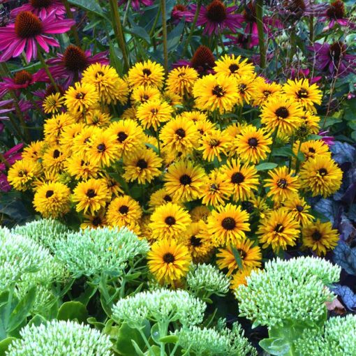 Rudbeckia 'Lion Cub'