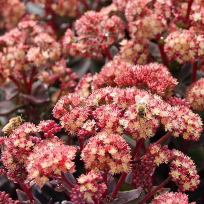 Sedum 'Conga Line'