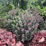 Sedum 'Conga Line'