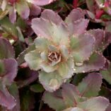 Sedum 'Mocha Magic'