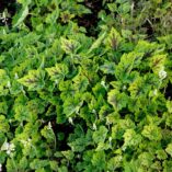 Tiarella 'Appalachian Trail'