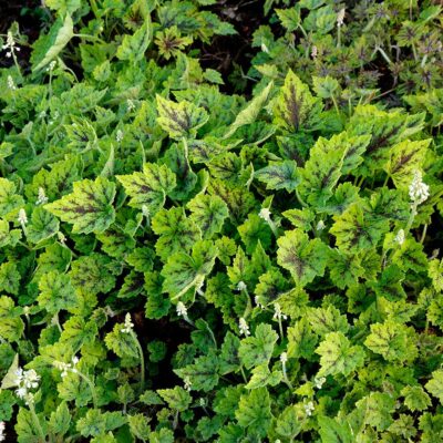 Tiarella 'Appalachian Trail'