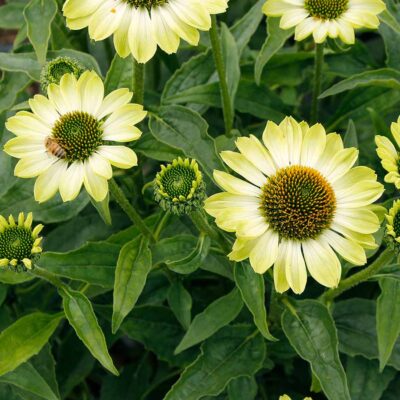 Echinacea PRIMA™ 'Lime'