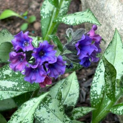 Pulmonaria 'Silver Scimitar'