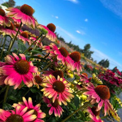 Echinacea KISMET® 'Pink Lemonade'