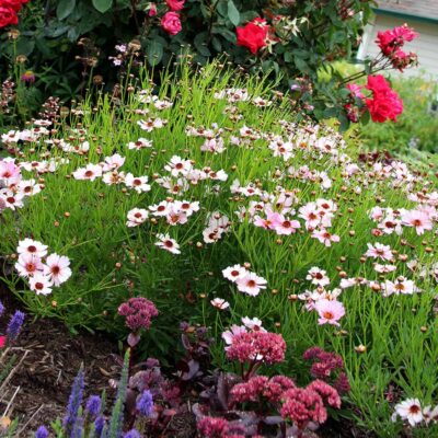 Coreopsis NOVA® 'Opal'