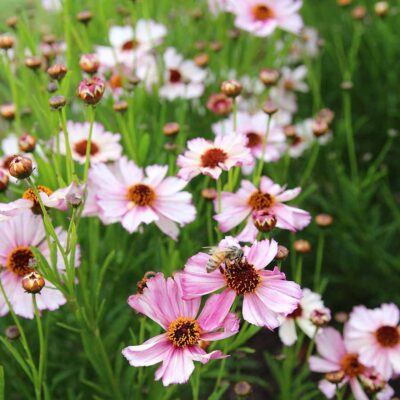 Coreopsis NOVA® 'Opal'