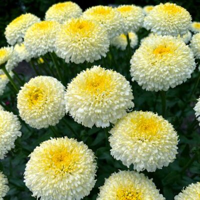 Leucanthemum 'Luna'