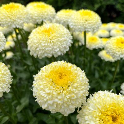 Leucanthemum 'Luna'