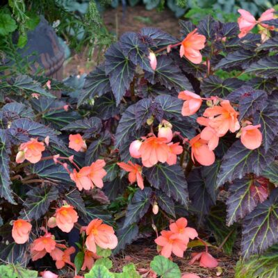 Begonia COCOA™ 'Enchanted Evening'