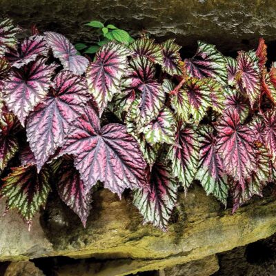 Begonia T REX® 'Painter's Palette'