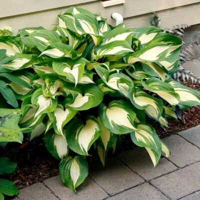 Hosta 'Raspberry Sundae'