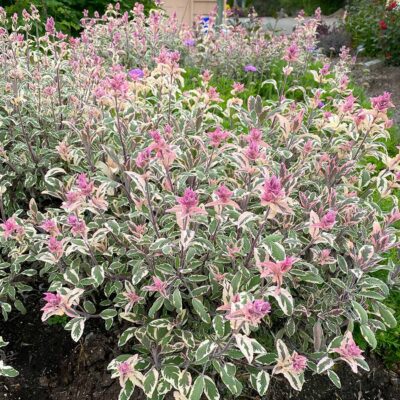 Salvia 'Silver Sabre'