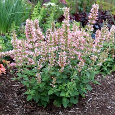 Agastache 'Pink Pearl'