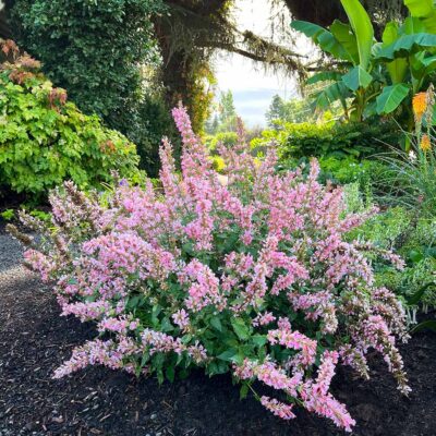 Agastache 'Pink Pearl'