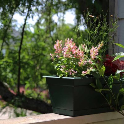 Agastache 'Pink Pearl'