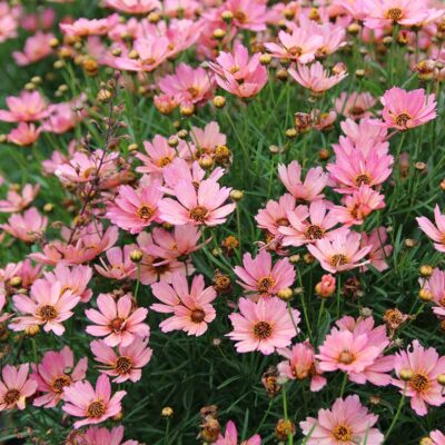 Coreopsis NOVA® 'Sunstone'