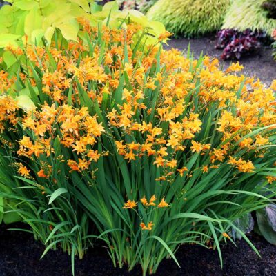 Crocosmia NOVA® 'Gold Dragon'