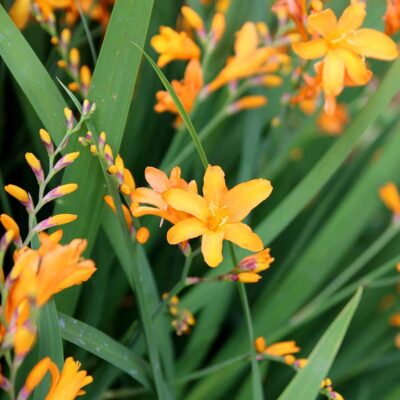 Crocosmia NOVA® 'Gold Dust'