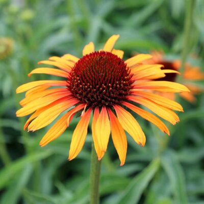 Echinacea 'Flame Thrower'