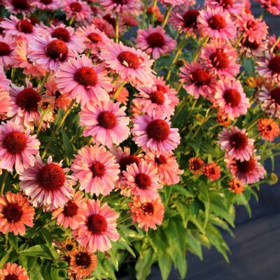 Echinacea FRESCO™ 'Apricot'