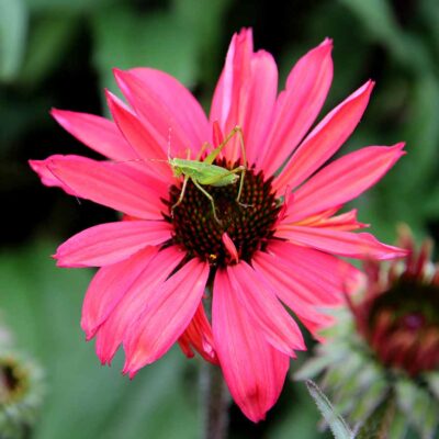 Echinacea 'Glowing Dream'