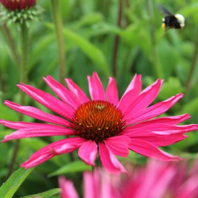 Echinacea KISMET® 'Raspberry'