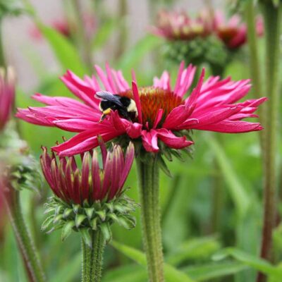 Echinacea KISMET® 'Raspberry'