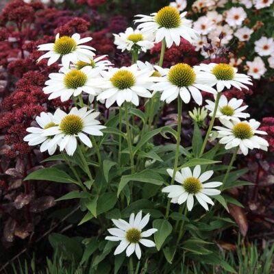 Echinacea KISMET™ 'White'