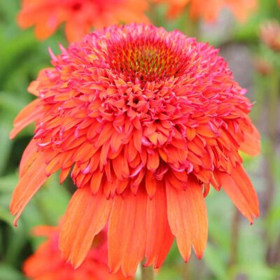 Echinacea 'Moab Sunset'