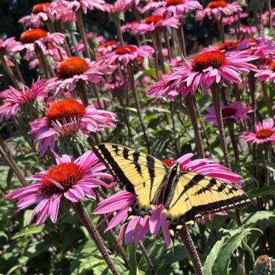 Echinacea 'Ruby Giant'