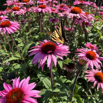 Echinacea 'Ruby Giant'