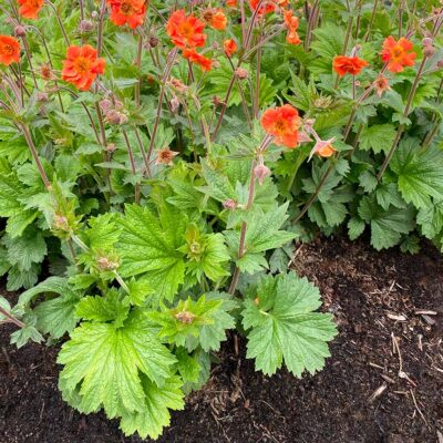 Geum RUSTICO™ 'Orange'