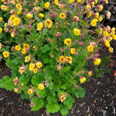 Geum TEMPO™ 'Yellow'