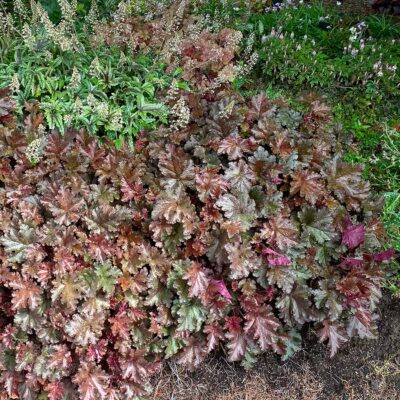 Heuchera 'Chocolate Ruffles'