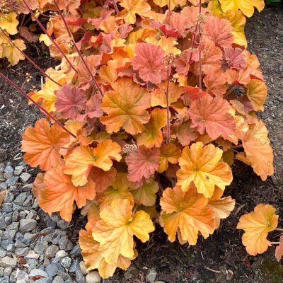 Heuchera NORTHERN EXPOSURE™ 'Amber'